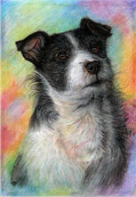 Pet Portrait Mixed medium